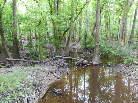 Gut Congaree National Park