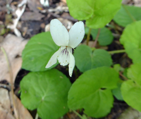 small white violet