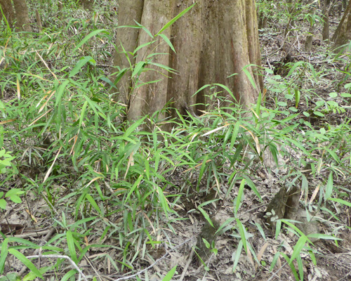 Switch cane Congaree NP