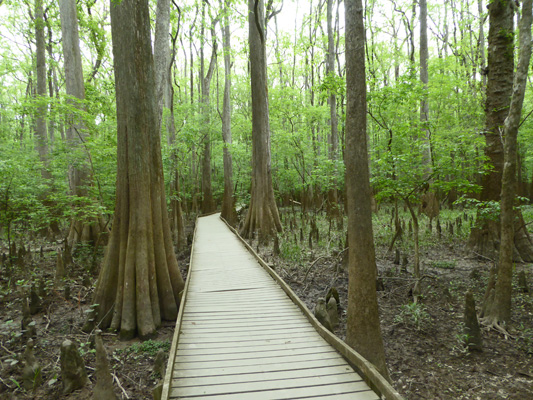 Bald Cypress boardwalk Congaree