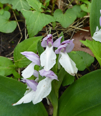 Showy Orchis (Galearis spectabilis)