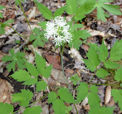 Doll’s Eye (Actaea-pachypoda)