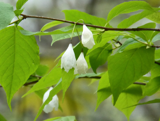 Silverbell (Halesi tetraptera)