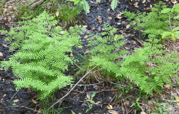 Ferns Congaree NP