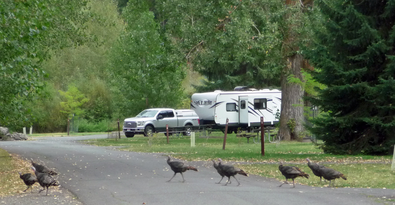 Wild Turkeys Hilgard Junction SP OR