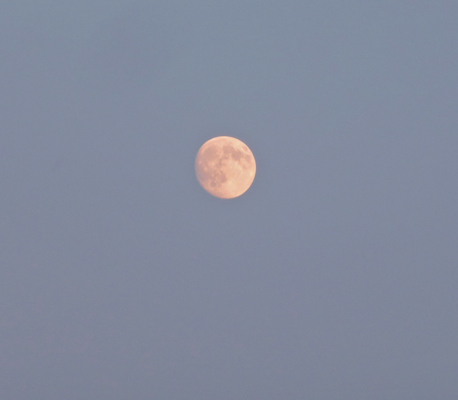 Pink full moon