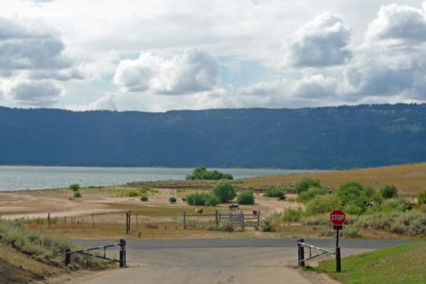 Cattle at entrance of Sugarloaf Lake Cascade SP