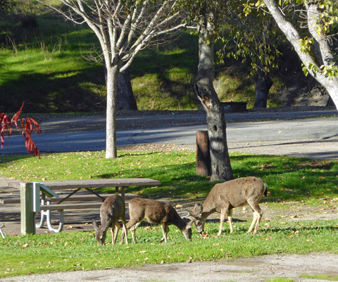 Deer Lopez Lake CA