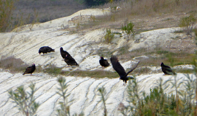 Turkey Vultures Lopez Lake CA