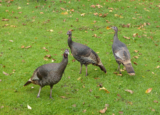 Wild Turkeys Lopez Lake CA