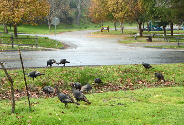 Wild Turkeys Lopez Lake CA