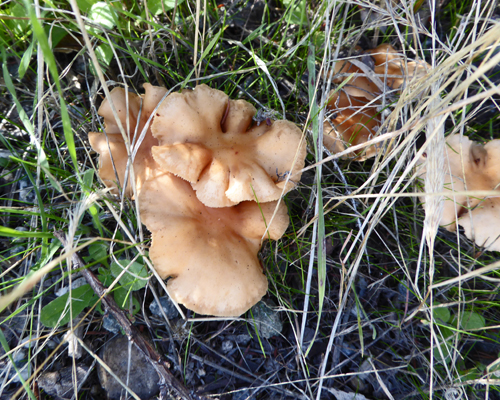 Fungus Pinnacles NP