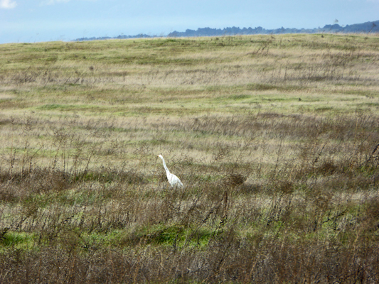 Egret in brown hills
