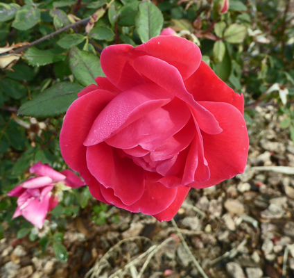 Red floribunda rose