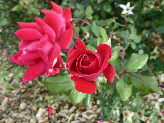 Red floribunda rose