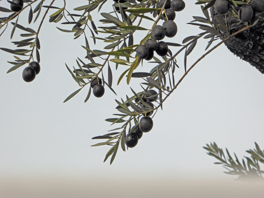 Ripe olives