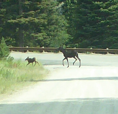 Moose and calf