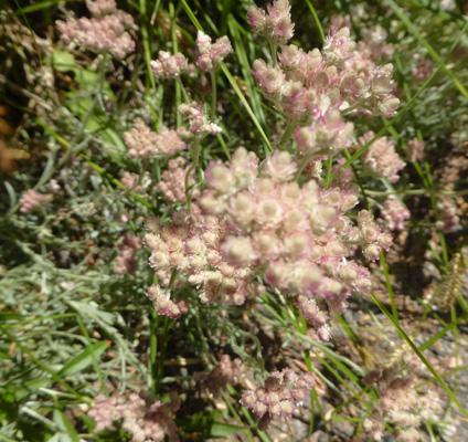 Rosy Pussytoes (Antennaria spp.)