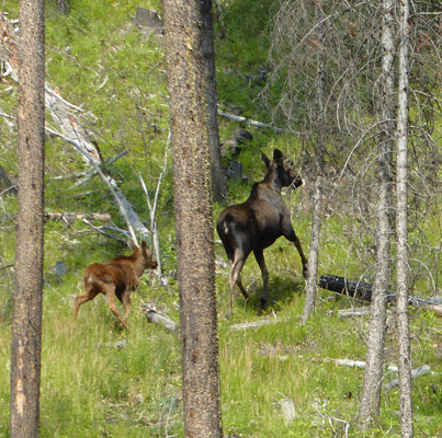 Moose and calf