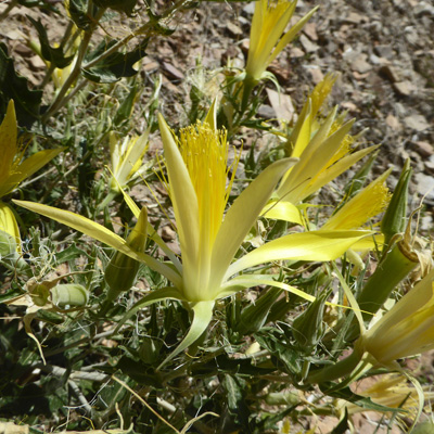 Yellow blazing-star (Mentzelia laevicaulis)