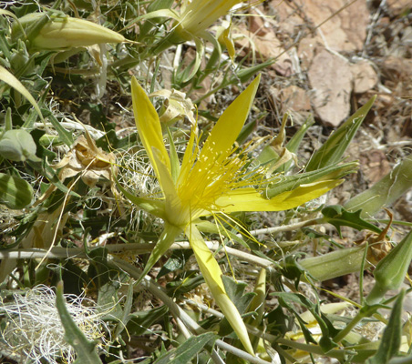 Yellow blazing-star (Mentzelia laevicaulis)