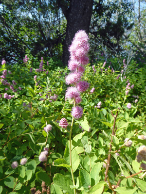 Hardhack (Spirea douglasii)