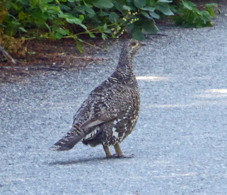 Grouse