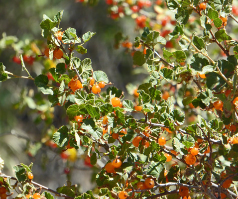 golden currants (Ribes aureum)