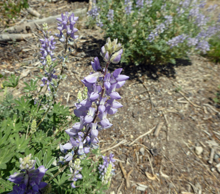 Silvery Lupine