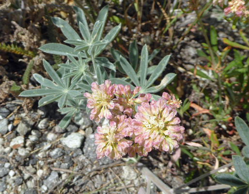 yellow buckwheat (Eriogonum spp.)