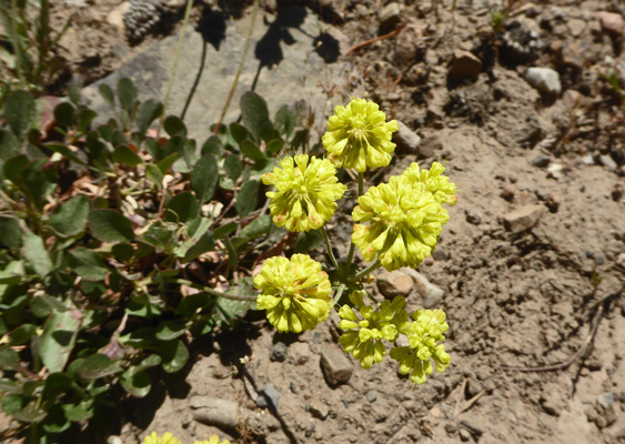 Cushion Buckwheat (Eriogonum ovalifolium)