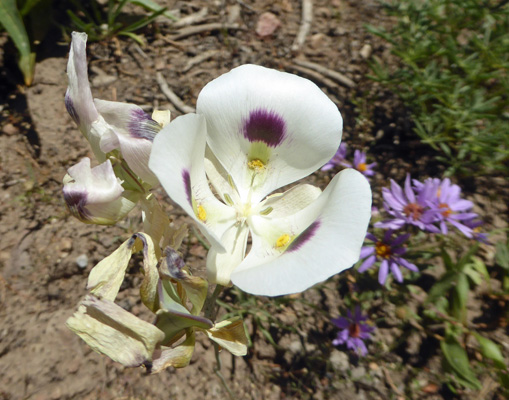 White Mariposa Lilies (Calochortus eurycarpus) 