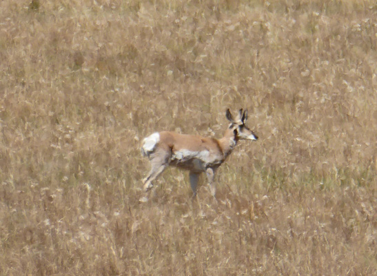 pronghorn