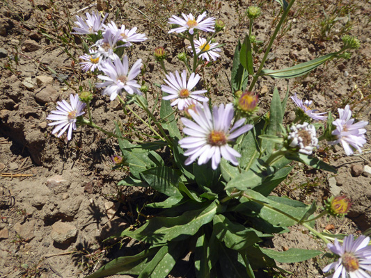 Showy Asters (Erigeron speciosus)