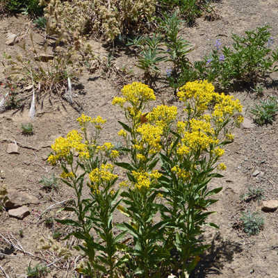 Rocky Mountain Goldenrod (Solidago lepida)