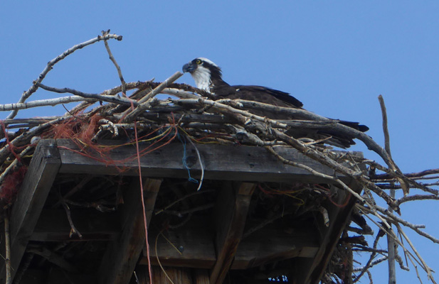 Young osprey in nest