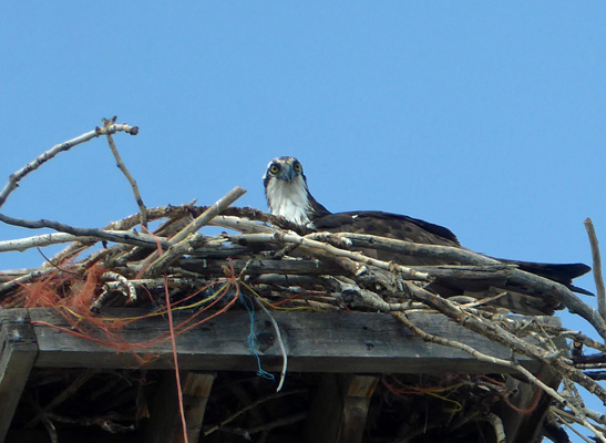 Young osprey in nest