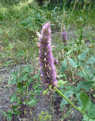 Western Horsemint (Agastache urticifolia)