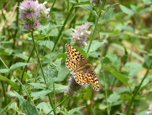 butterfly in horsemint