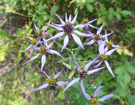 Thickstem Asters (Aster integrifolius)