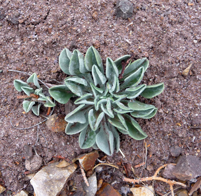 Succulent along trail from Owl Creek Campground to Jasper Campground OR