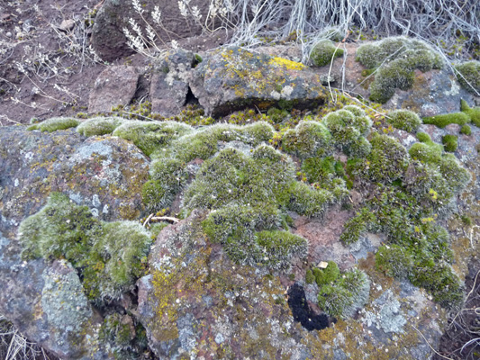 Moss on rocks at Prineville Reservoir OR