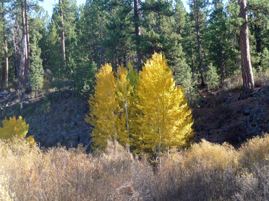 Fall color aspens along trail to Benham Falls OR