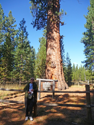 Walter Cooke and Oregon's largest Ponderosa Pine