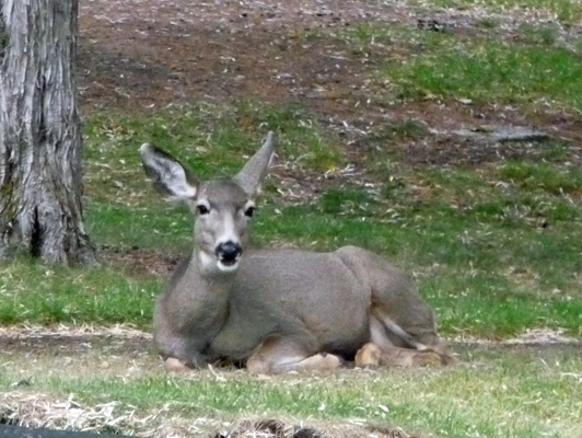 Deer at Prineville Reservoir OR