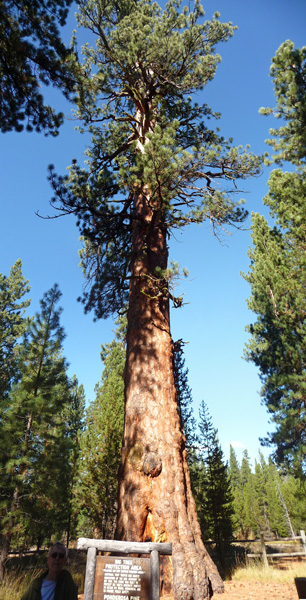 Oregon's Largest Ponderosa Pine
