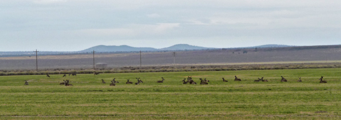 Herd of resting deer Oregon Outback
