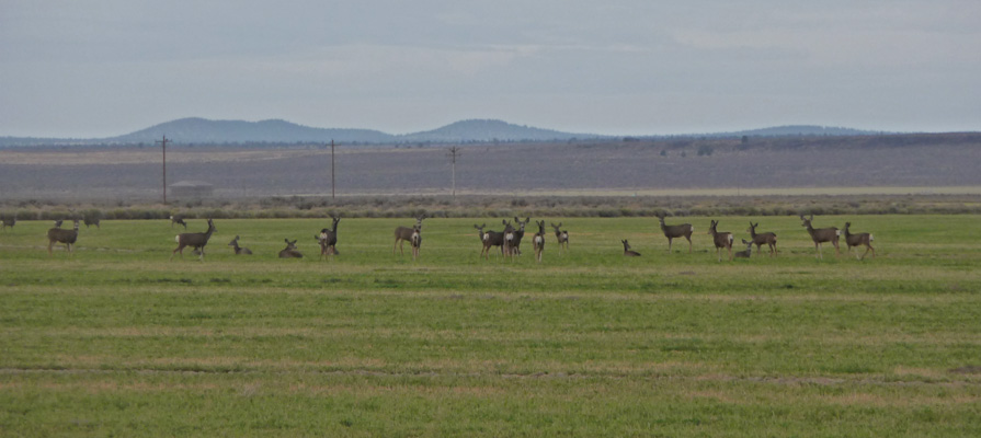 Herd of alerted deer Oregon Outback