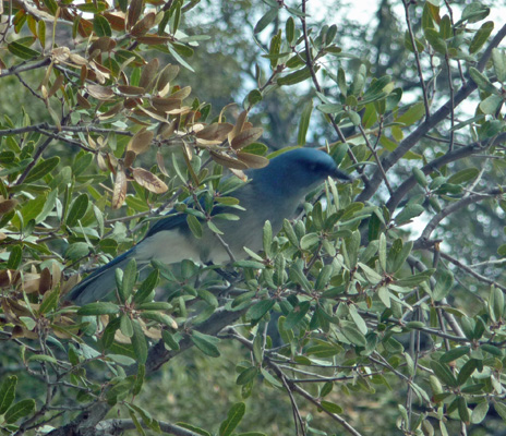 Mexican Jay Chiricahua NM