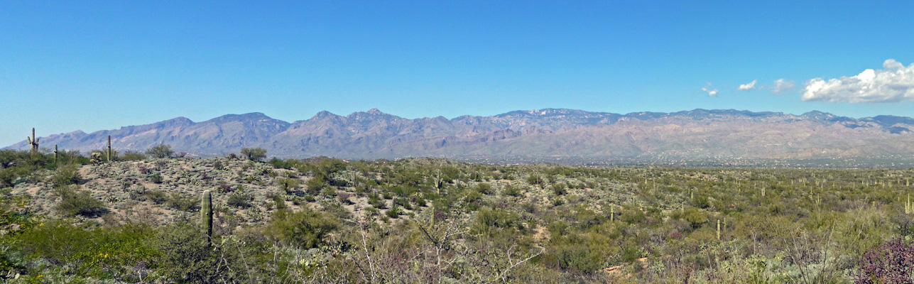 View from drive in eastern section of Saguaro National park